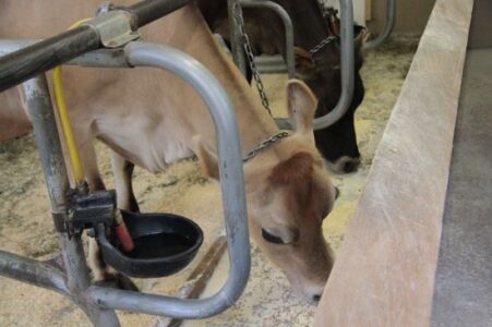 How Cows Make Milk Image